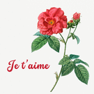 Je t'aime, une rose en pleine floraison